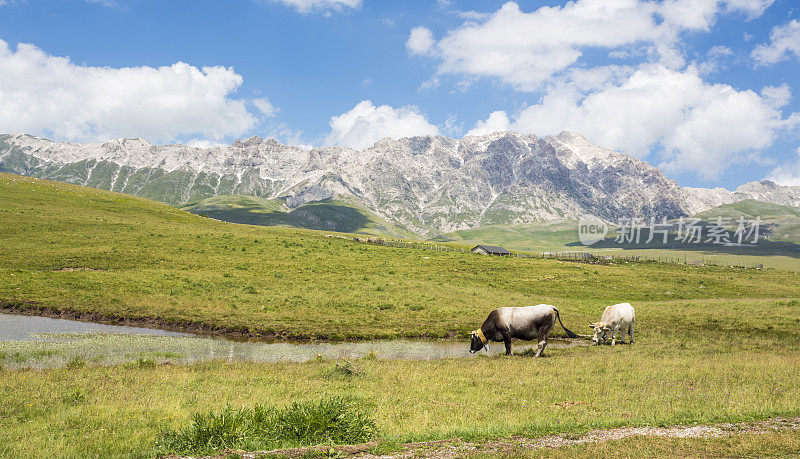 意大利，Abruzzi, Campo Imperatore，池塘边的奶牛